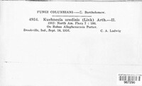 Kuehneola uredinis image